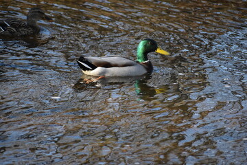 Fototapeta premium Mallard duck in a pond