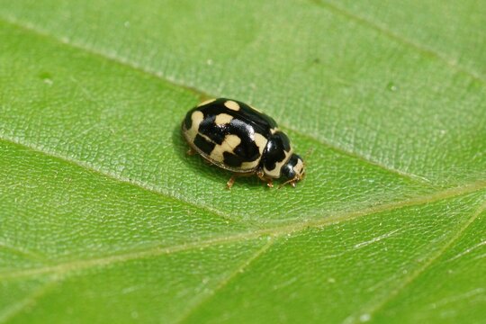 Closeup on the small Fourteen spotted ladybird beetle , Propylea quatuordecimpunctata