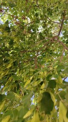 green leaves of tree