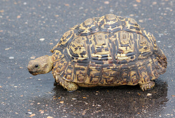 Leopard Tortoise, Kruger National Park, South Africa 