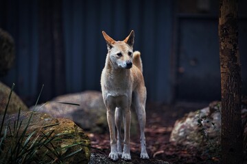 Selective of a dingo near a house