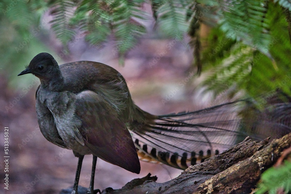 Poster selective of a lyrebird bird in a forest