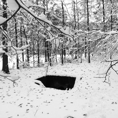 white forest black hole