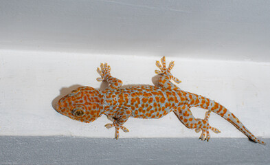 Gray skin gecko with orange polka dots. island on the ceiling Wait for insects to eat at night....