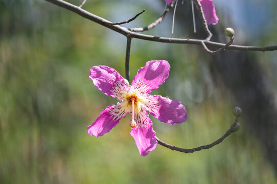 Flower of Ceiba speciosa or Chorisia speciosa pollinating bees in selective focus and blurred background.Tropical forest. Paineira tree pink flower