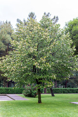 Fototapeta premium View of linden tree. The tree is known as linden for the European species, and basswood for North American species. In Britain and Ireland they are commonly called lime trees.