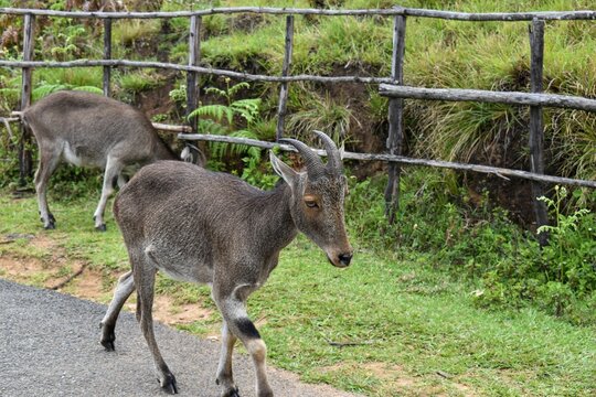 Nilgiri tahrs (Nilgiritragus hylocrius) walking at the zoo