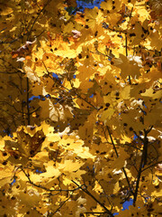 There are many golden maple leaves on the branches of the tree.  Dry autumn leaves