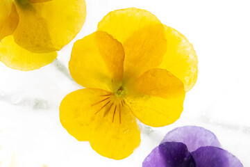 Background of mixed colours of pansy flowers in ice.