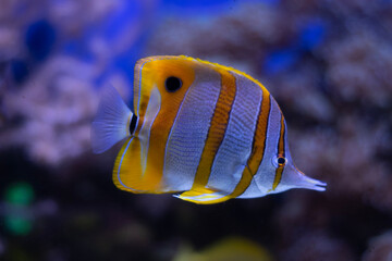 yellow tang fish