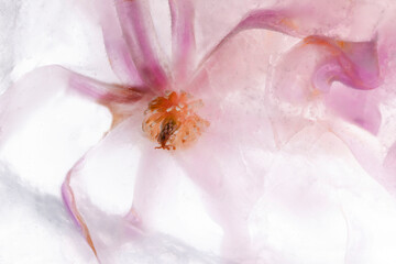 Fototapeta na wymiar Beautiful flowers pink blooming magnolia in transparent ice block.