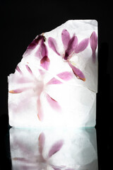 Beautiful flowers purple blooming magnolia in transparent ice block.