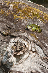 Grenouille verte sur un tronc d'arbre // green frog on a tree trunk