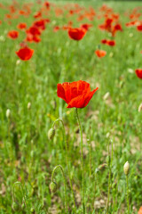 Champ de coquelicots // poppy field
