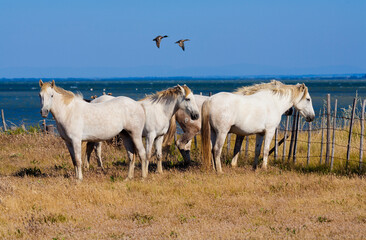 Obraz premium France, Camargue, chevaux camarguais et canards sauvages // France, Camargue, Camargue horses and wild ducks