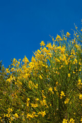 Obraz premium Fleurs sauvages jaunes // yellow wild flowers