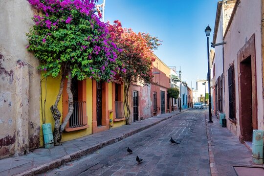 Rustic street with windows and bougainvillea flowers in Queretaro, Mexico