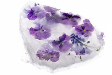 Background of mixed colours of pansy flowers in ice.