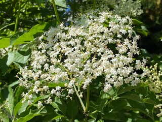 The Elderberry (Sambucus nigra), Black elder, European elder, European black elderberry, Der...