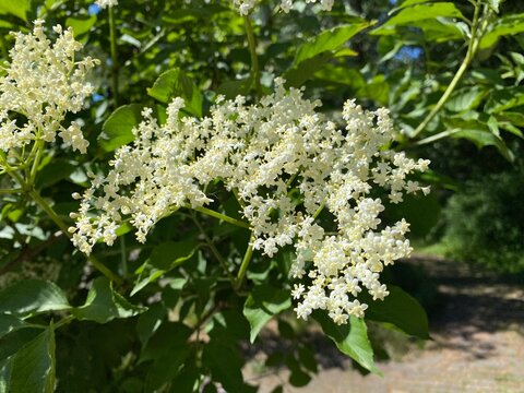 The Elderberry (Sambucus nigra), Black elder, European elder, European black elderberry, Der Schwarze Holunder, Schwarzer Flieder, Fliederbeeren or Crna Bazga ili Zovina - Zova