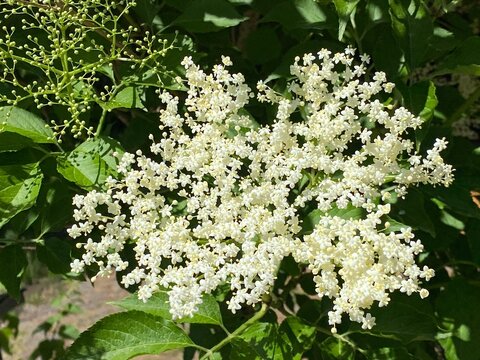 The Elderberry (Sambucus nigra), Black elder, European elder, European black elderberry, Der Schwarze Holunder, Schwarzer Flieder, Fliederbeeren or Crna Bazga ili Zovina - Zova
