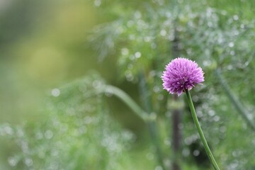 Chive flower on green background 