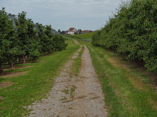 Weinberge am Bodensee