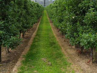 Fototapeta premium Weinberge am Bodensee