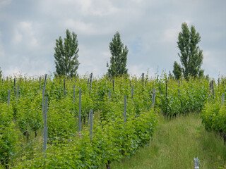 Weinberge am Bodensee