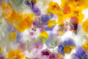 Background of mixed colours of pansy flowers in ice.