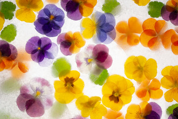 Fototapeta na wymiar Background of mixed colours of pansy flowers in ice.