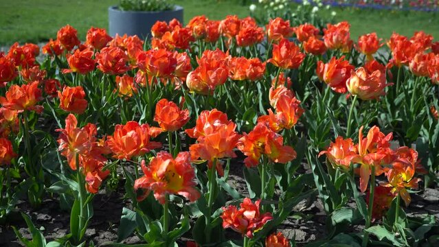 Many orange tulips sway in the wind in an open space in the park. Concept of a greeting card for valentines day, mothers day, international womens day, flower delivery. 4k
