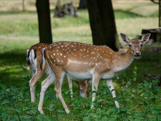 Rotwild im Münsterland