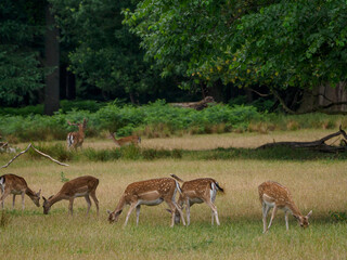 Rotwild im Münsterland