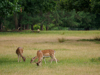 Rotwild im M&uuml;nsterland