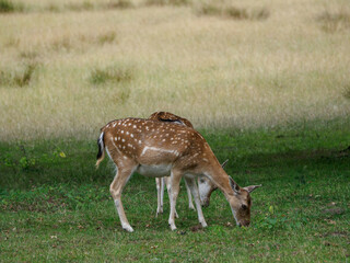 Rotwild im Münsterland
