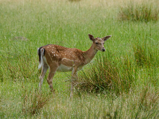 Rotwild im Münsterland