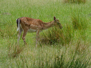 Rotwild im Münsterland