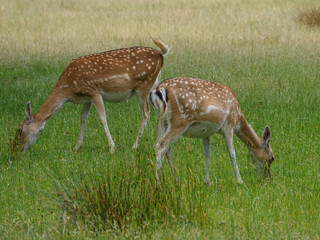 Rotwild im Münsterland