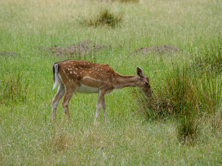Rotwild im Münsterland