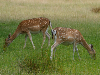 Rotwild im Münsterland