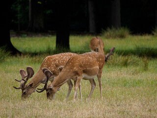 Rotwild im Münsterland