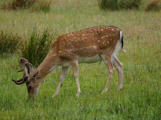 Rotwild im Münsterland