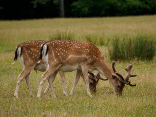 Rotwild im Münsterland