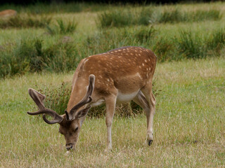 Rotwild im Münsterland