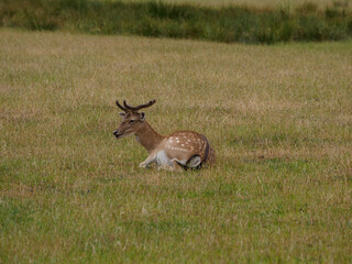 Rotwild im Münsterland