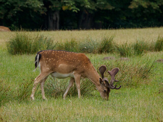 Rotwild im Münsterland