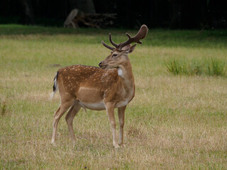 Rotwild im Münsterland
