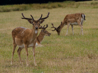 Rotwild im Münsterland