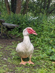 White Muscovy duck in nature. England